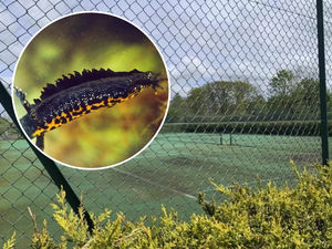 Supporting image for story: Great crested newts scupper homeowner's plans for private tennis court