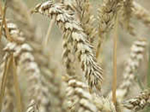 Supporting image for story: All ears for good advice