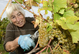 Volunteer Mo Bibby picking grapes at Halfpenny Green Vineyard