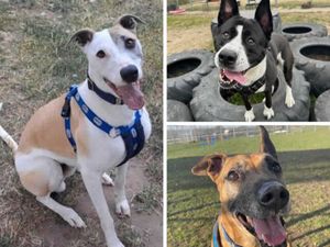 Supporting image for story: RSPCA issues appeal for adopters with record number of dogs in care - meet three looking for their new home in Shropshire