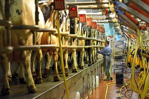 The cows are all lined up and ready for the first milking of the day
