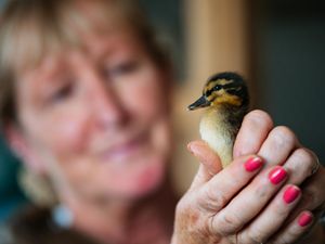 Supporting image for story: Shropshire wildlife rescue centre to host Spanish fundraising evening