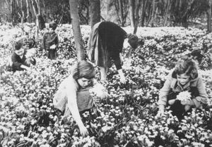Picking snowdrops at Attingham Park. The picture was shared by John Jones who is standing at the back. On the left is Stanley Smith, of Atcham, who was his best mate; third from left is Carol Bateman, with her sister Wendy Bateman in the dark top, and on the right is Heather Jones, John's sister. Undated.