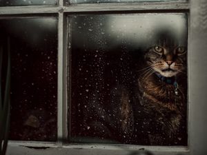 Supporting image for story: Rhodes on cars, cats and the cost of images from galaxies far, far away