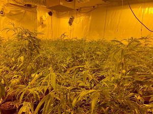 Supporting image for story: Pair bailed after £1m of cannabis plants found by police in raid on drug factory