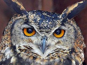 Supporting image for story: A wise move as owls land at college