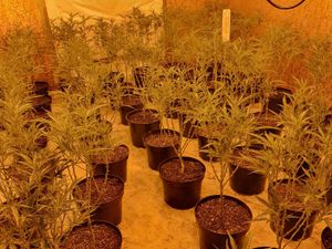 Supporting image for story: Police raid Walsall cannabis farm
