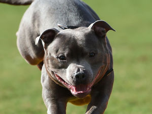 Supporting image for story: Peter Rhodes on greeting Staffies, having your feet tickled and bidding farewell to the Tornado
