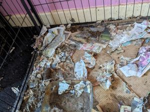 Supporting image for story: Shocking pictures show state of Tipton home in which dogs, including a pregnant mother and puppies were kept.