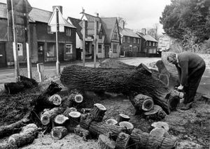 Whittington, December 4, 1972. The caption read: 'Three elm trees planted to commemorate the Battle of Waterloo in 1815 have been felled by Mr Elwyn Tudor to help make safe a road junction at Whittington, near Oswestry. Parish councillors were worried about the number of accidents at the junction, and experts were called in and found one of the trees had elm disease.'