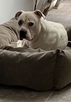 Can you give Major a loving home? 