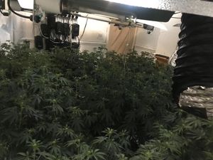 Supporting image for story: Cannabis worth £150k found at Walsall house