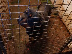 Supporting image for story: Dogs found in 'filthy conditions with no water' surrendered to council