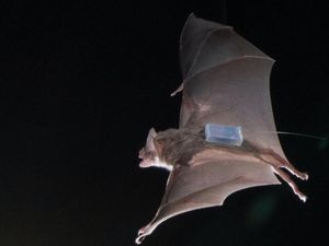 Supporting image for story