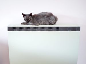 Supporting image for story: Cats develop dementia similarly to humans – study