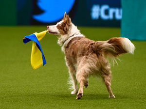 Supporting image for story: Black Country dog lovers urged to support local pooches at Crufts