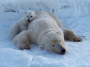 Supporting image for story: Svalbard’s polar bears keep body condition despite rapid ice loss, study finds