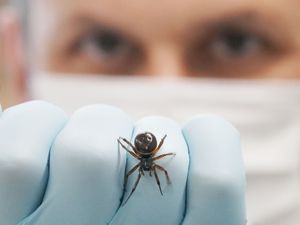 Supporting image for story: Noble false widow spider captures bat in the UK
