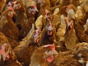 Supporting image for story: Chicken farm company is pulling out of Shropshire