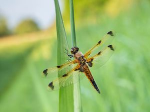 Supporting image for story: Wicken Fen declared ‘dragonfly hotspot’ as ancient insects thrive in nature site