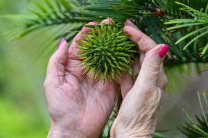 One of the world's rarest trees, dubbed the dinosaur tree, is bearing fruit for the first time in a garden in Worcestershire. 