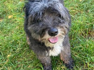 Supporting image for story: Heartbreaking video appeal to find 'petrified' dog his fur-ever home