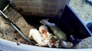 A worker at a halal abattoir, beating and kicking sheep through a gate, Arley, Warks. 