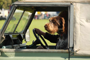 So many talented animals at Kington Show including this dog who looks as though he was driving the vehicle and he certainly enjoyed his ride around the main ring. Image by Andy Compton