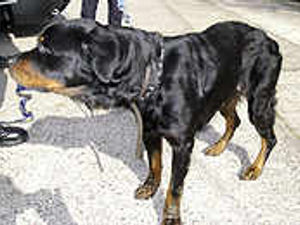 Supporting image for story: Dog owner locked up for cruelty