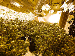 Supporting image for story: Watch as police break down door in one of two cannabis factory busts