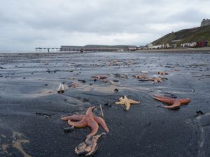Supporting image for story: Marine heatwaves ‘catastrophic’ for ocean life, say scientists