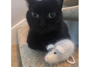 Supporting image for story: 10 adorable black cats looking for their forever home this Halloween