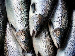 Supporting image for story: More aquatic animals farmed than fished in 2022 in world first – UN