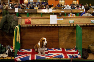 A Basset Hound dog lies on a Union Jack rug in their pen at the Birmingham National Exhibition Centre (NEC) during the final day of the Crufts Dog Show. PA Photo. Issue date: Sunday March 8, 2020. See PA story ANIMALS Crufts. Photo credit should read: Jacob King/PA Wire.