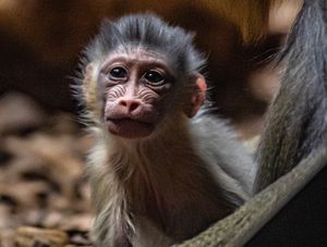 Supporting image for story: Chester Zoo welcomes first baby mandrills to be born there for 10 years