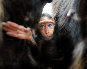 Chester Zoo has celebrated the arrival of a rare Sulawesi crested macaque baby