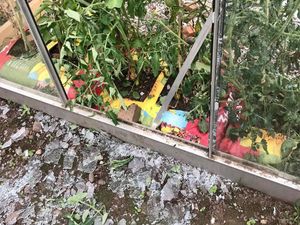 Supporting image for story: Vandals strike at Sutton Coldfield allotment which grows food for struggling families