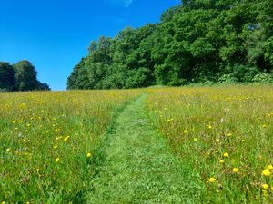 Supporting image for story: Wild about Westhope Summer Event