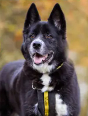 Supporting image for story: Dozens of adorable dogs in Shropshire and near the Black Country looking for their forever homes