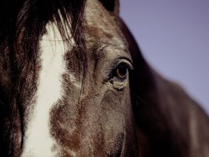 Supporting image for story: Anger as horse riding instructor allowed to keep job after swearing at child