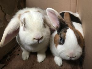 Supporting image for story: Rabbits lucky to be alive after being abandoned in freezing conditions