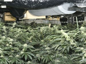 Supporting image for story: Albanian trio jailed for running ‘industrial scale’ cannabis farm