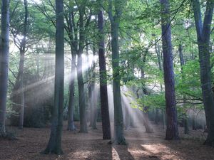 Supporting image for story: Beautiful West Midlands park ranked as one of top 10 best places for a Christmas Day walk - here’s where and why