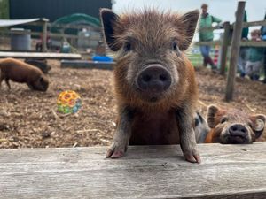 Supporting image for story: Stressed Shropshire parents take note! How animal petting sessions aren't just for kids this summer