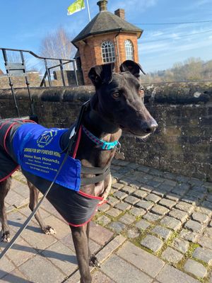 Johnny is one of the greyhounds awaiting homing at Home Run Hounds