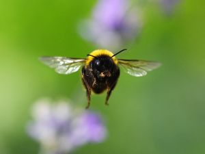 A bee in flight