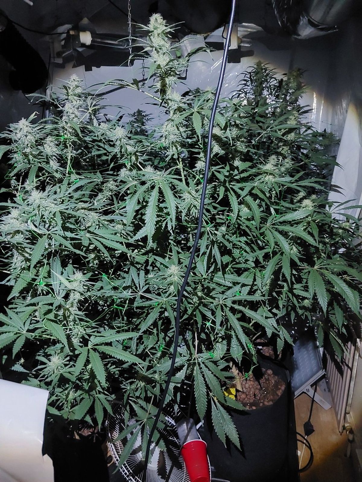 Police bust Wednesfield cannabis farm with plants valued at more than £100,000
