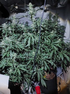Cannabis plants worth over £100,000 were seized from the address in Wednesfield