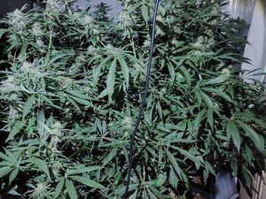 Supporting image for story: Police bust Wednesfield cannabis farm with plants valued at more than £100,000