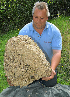 Insect invasion – Jim Eaton, from Pestforce, with a wasps' nest that contained about 10,000 to 12,000 wasps